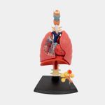 modelo-anatomico-del-sistema-respiratorio-21-piezas-2-4894793261108