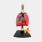 Modelo anatómico del sistema respiratorio, 21 piezas