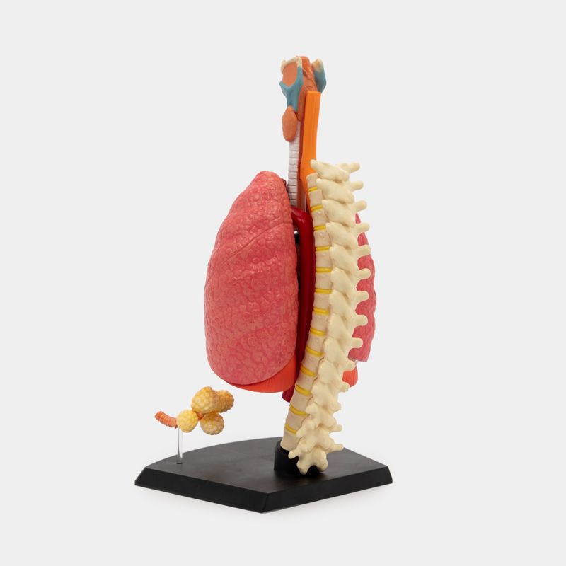 modelo-anatomico-del-sistema-respiratorio-21-piezas-3-4894793261108