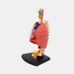 modelo-anatomico-del-sistema-respiratorio-21-piezas-4-4894793261108