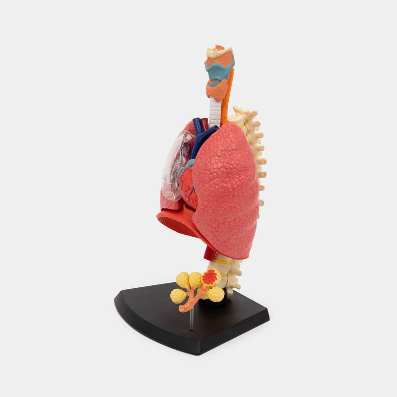 Modelo anatómico del sistema respiratorio, 21 piezas