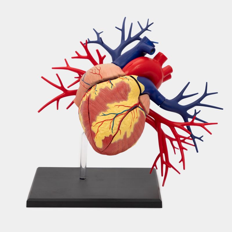 Modelo anatómico 4D del corazón humano, 20 piezas