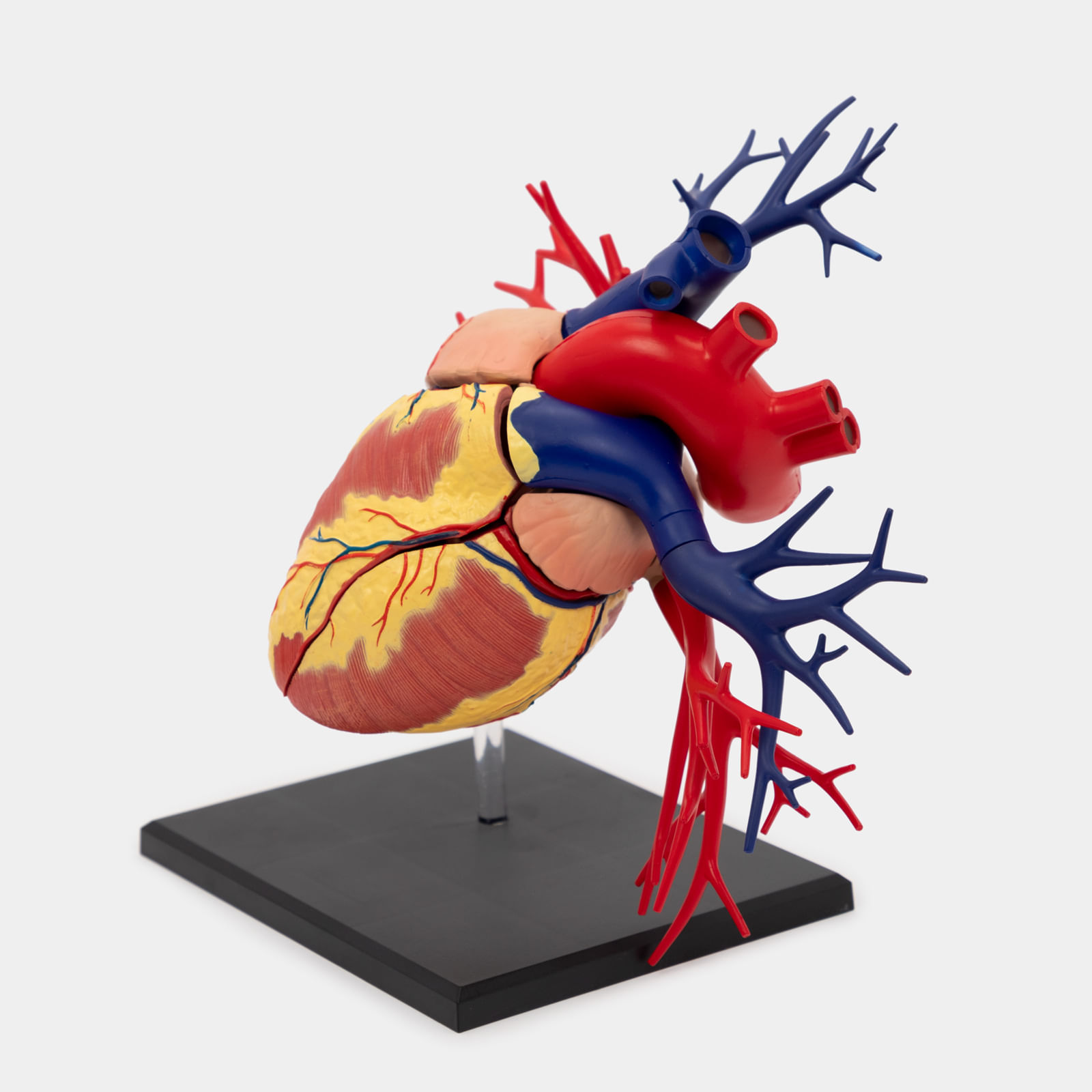 Modelo anatómico 4D del corazón humano, 20 piezas