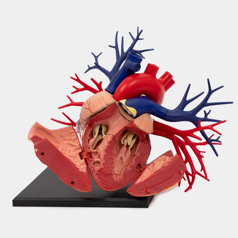 Modelo anatómico 4D del corazón humano, 20 piezas