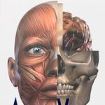 atlas-visual-del-cuerpo-4-9788417076450