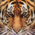 500-curiosidades-animales-4-9788419087102