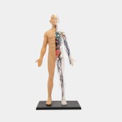 Modelo anatómico 4D del cuerpo humano, 60 piezas