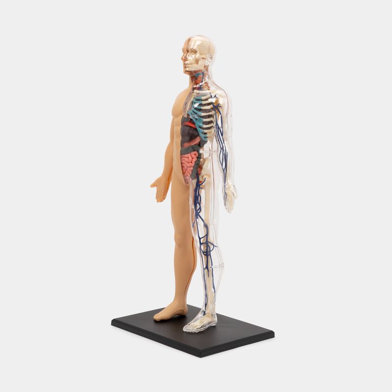 modelo-anatomico-4d-del-cuerpo-humano-60-piezas-3-4894793262037