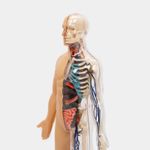 modelo-anatomico-4d-del-cuerpo-humano-60-piezas-4-4894793262037