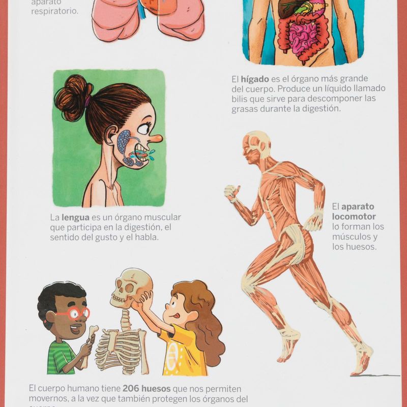 mi-primer-larousse-del-cuerpo-humano-4-9788417273583