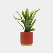 Planta artificial con maceta helecho  37 x 12 cm