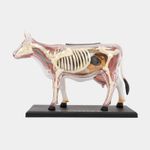 modelo-anatomico-4d-de-vaca-x-29-piezas-4894793220211