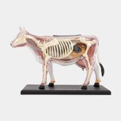 Modelo anatómico 4D de vaca x 29 piezas