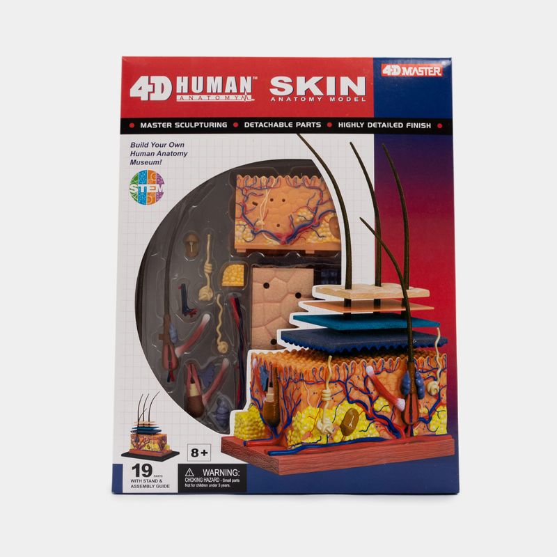modelo-anatomico-4d-de-la-piel-humana-19-piezas-3-4894793261047