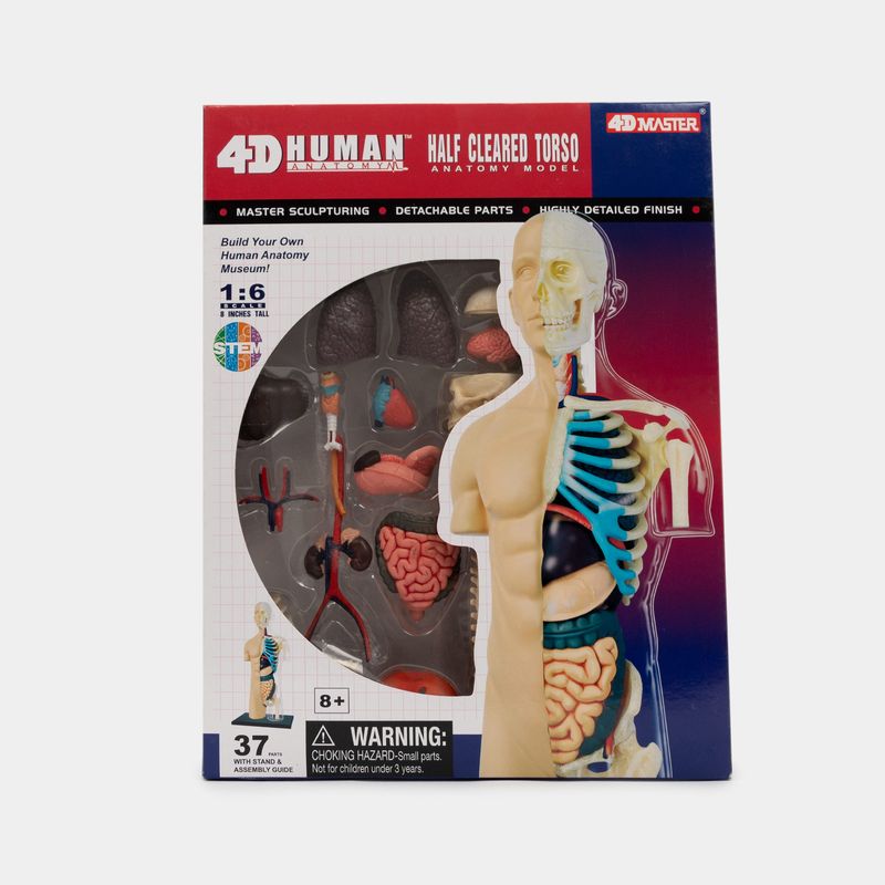 modelo-anatomico-4d-del-torso-humano-37-piezas-3-4894793261061