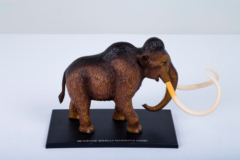 modelo-anatomico-4d-del-mamut-30-piezas-1-4893409261105