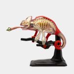 modelo-anatomico-4d-camaleon-43-piezas-2-4894793220457