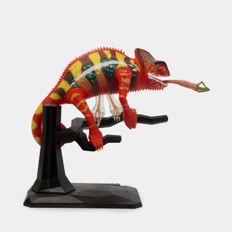 modelo-anatomico-4d-camaleon-43-piezas-3-4894793220457