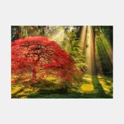 Rompecabezas Heye de 1000 piezas Magic Forest: Guiding Light