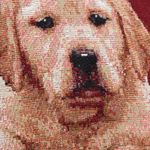 cojin-de-45-x-45-cm-diseno-perritos-2-7701016704595