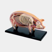 Modelo anatómico 4D del cerdo x 19 piezas