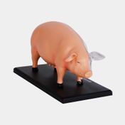 Modelo anatómico 4D del cerdo x 19 piezas