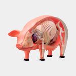 modelo-anatomico-4d-del-cerdo-x-19-piezas-3-4894793220235