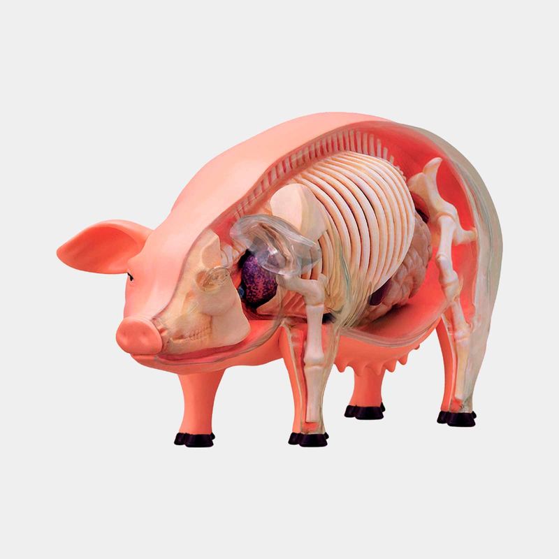 modelo-anatomico-4d-del-cerdo-x-19-piezas-3-4894793220235