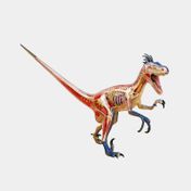 Modelo anatómico 4D velociraptor x 29 piezas