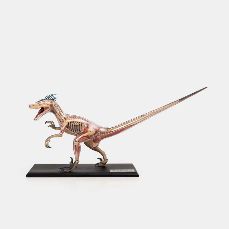 modelo-anatomico-4d-velociraptor-x-29-piezas-2-4894793230036
