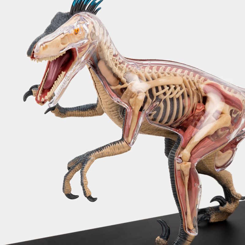 modelo-anatomico-4d-velociraptor-x-29-piezas-4-4894793230036