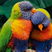 Kit de pintura de diamantes loros