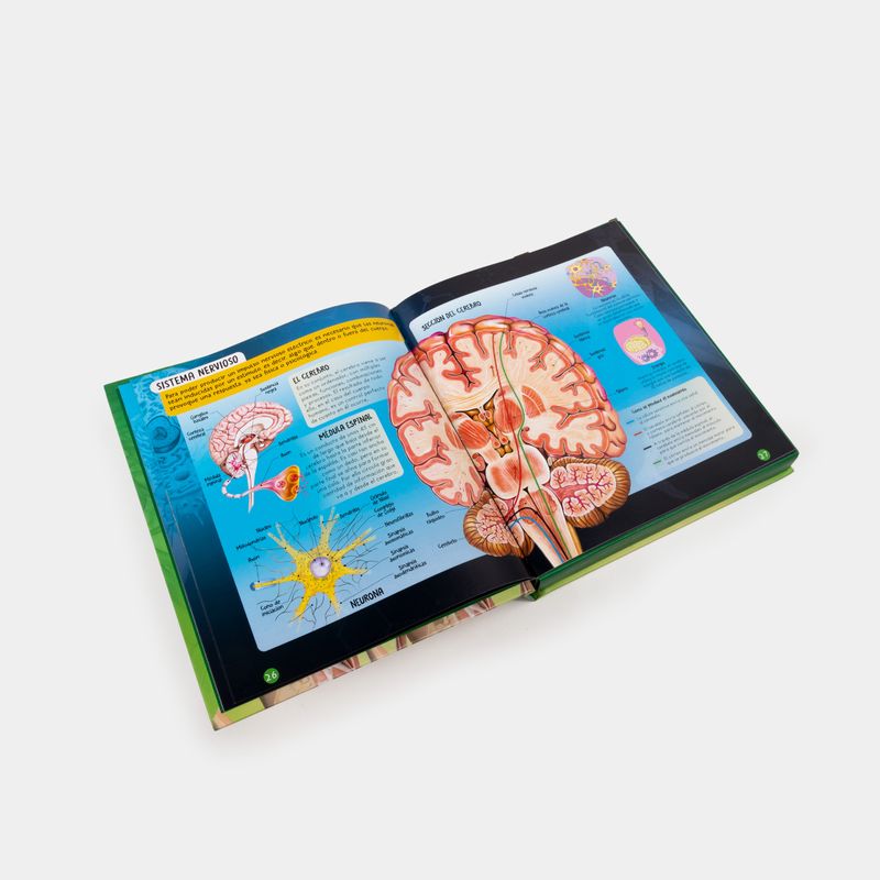 maquetas-3d-el-cuerpo-humano-un-modelo-y-un-libro-para-jugar-y-aprender-4-9789587961010