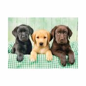 Rompecabezas Clementoni de 1000 piezas - tres labradores