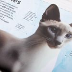 el-magnifico-libro-de-los-gatos-5-9789587961508