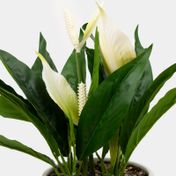 Planta artificial de 36 cm lirios con hojas verdes