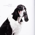 el-perro-la-enciclopedia-la-guia-visual-definitiva-6-9788419282811